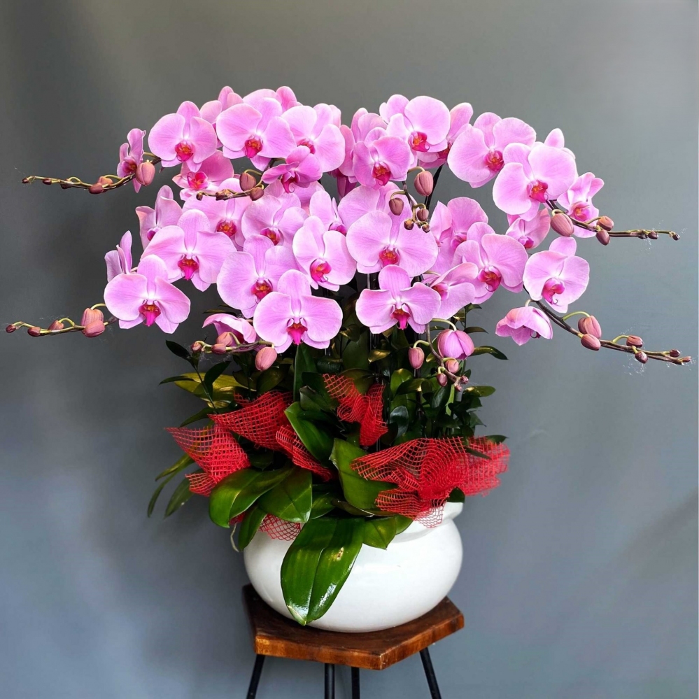 Hoa lan hồ điệp 8 cành - HD0038
