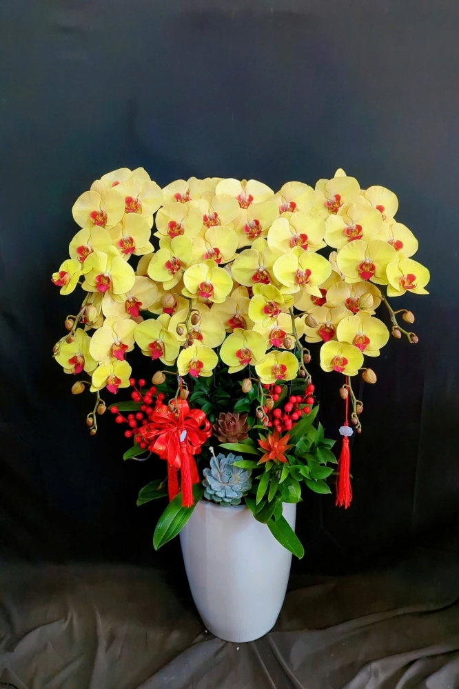 Lan Hồ Điệp Kim Phúc - LHD244