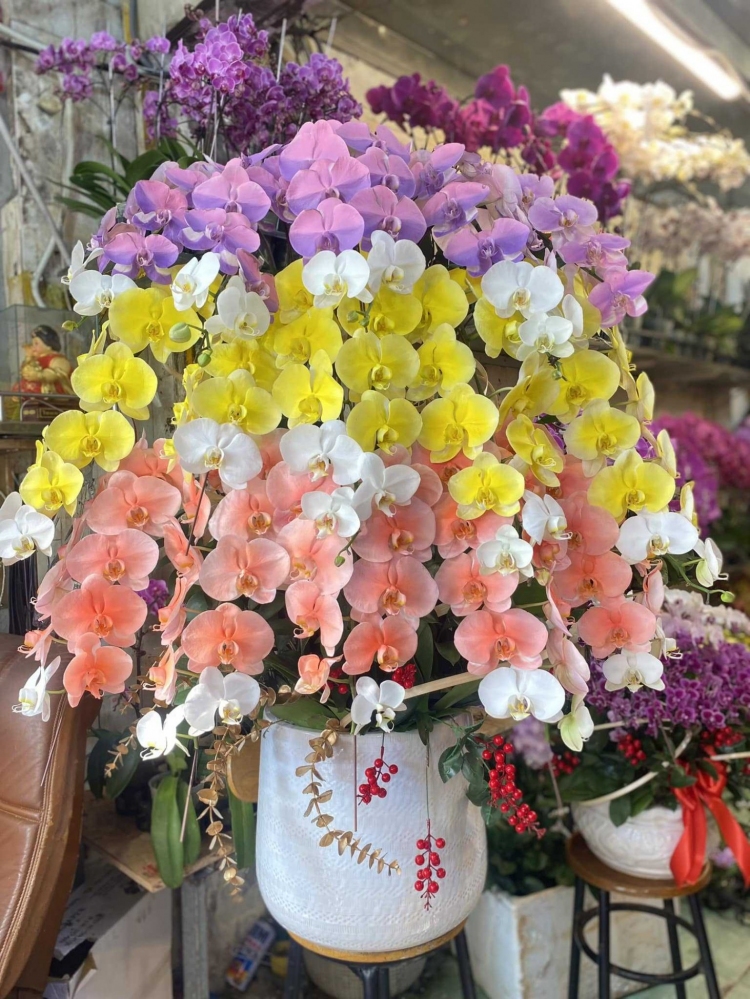 Hoa lan hồ điệp từ 15 cành - HD0062
