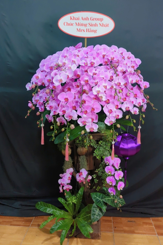 Lan Hồ Điệp Hồng Phú Quý - LHD096