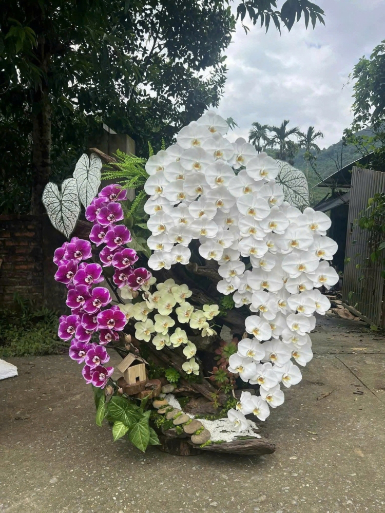 Lan Hồ Điệp Tam Sắc Ngọc - LHD121