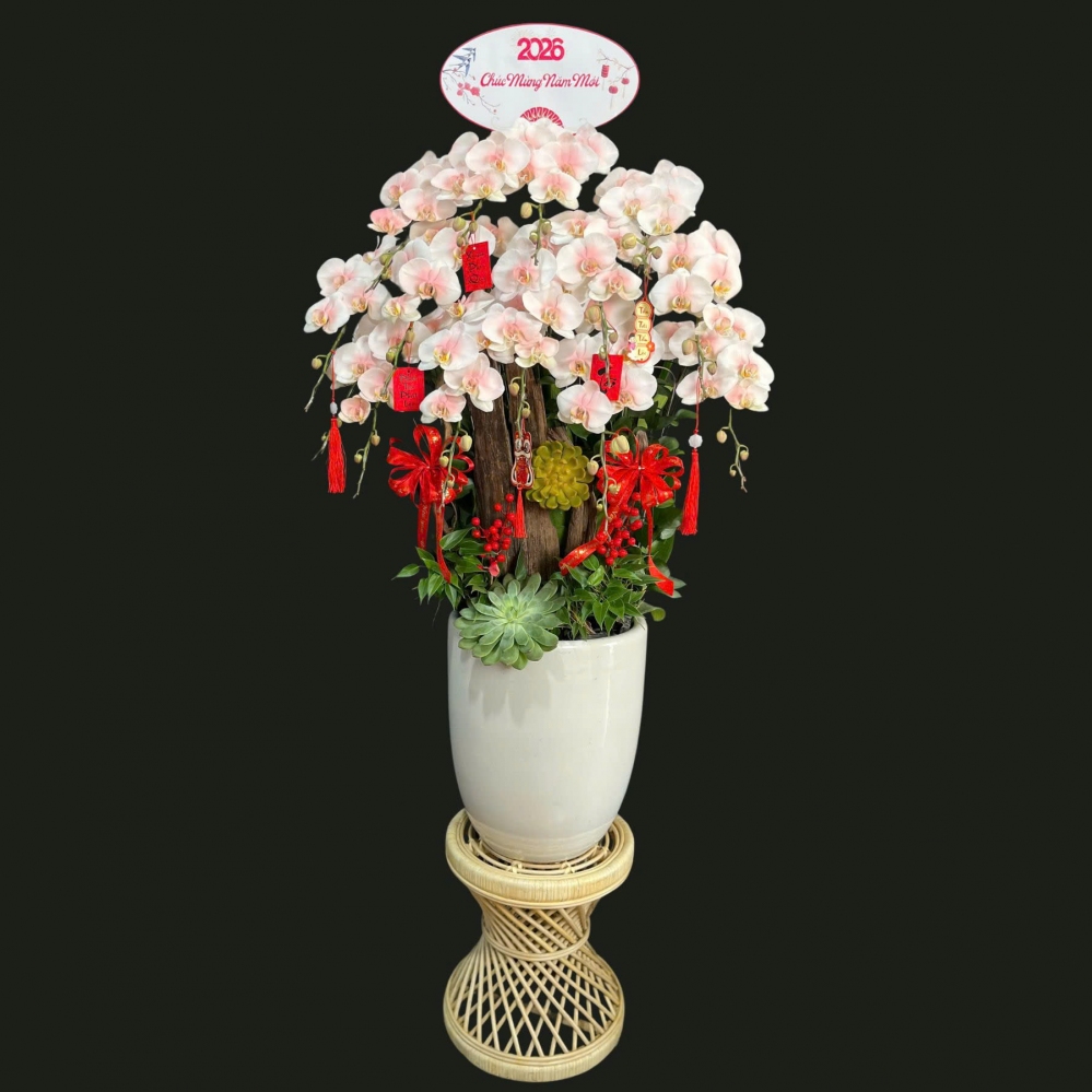 Lan Hồ Điệp Phấn Hồng Sương Trắng - LHD183