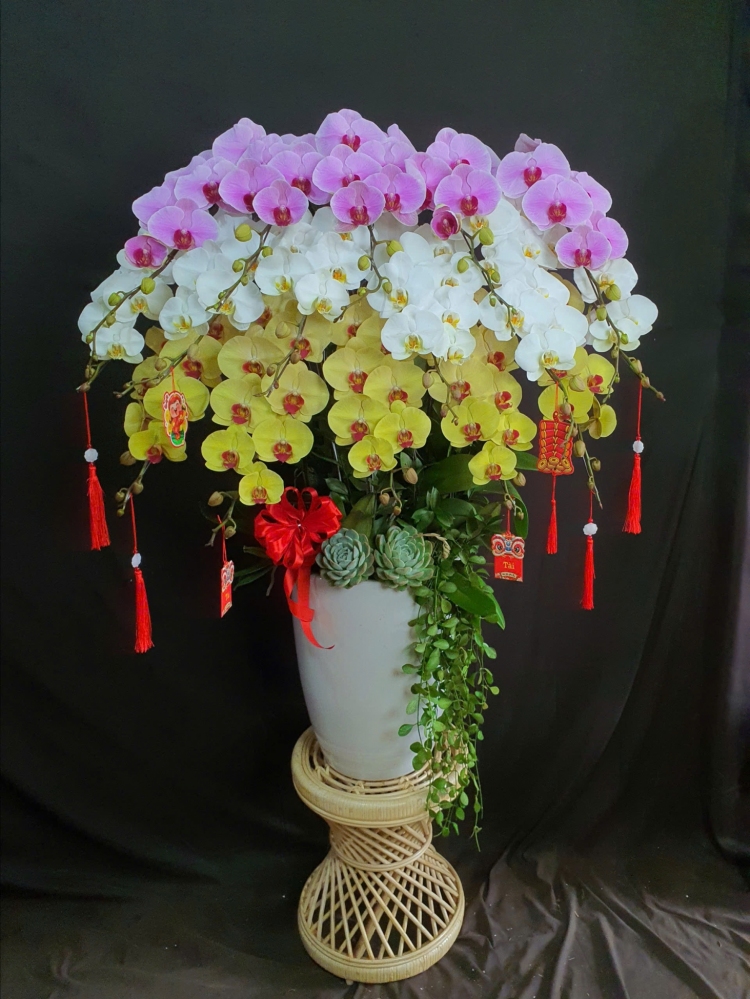 Lan Hồ Điệp Cam Hạ Nắng - LHD264