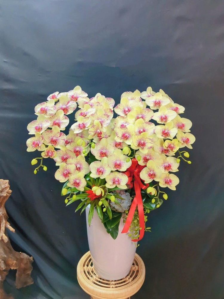 Lan Hồ Điệp Vàng Chấm Pháp - LHD302