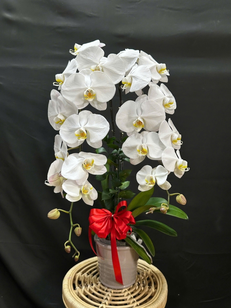 Lan Hồ Điệp Trắng - LHD293