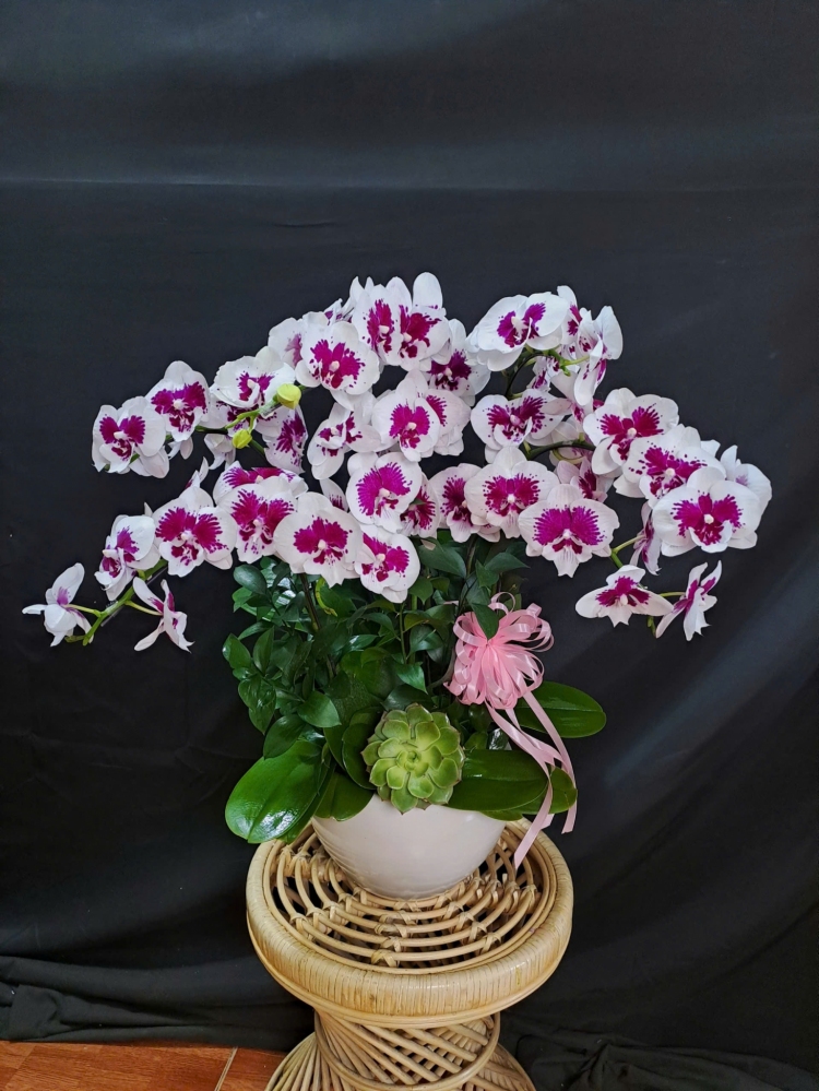 Lan Hồ Điệp Đột Biến Tím Trắng - LHD317