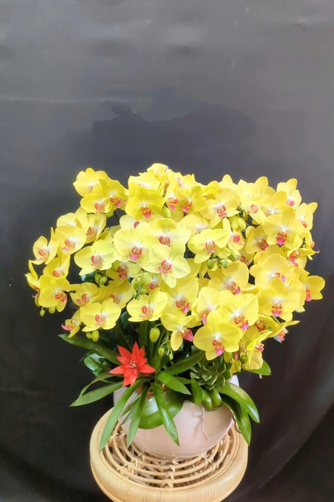 Lan Hồ Điệp Vàng 2 Vòi - LHD321