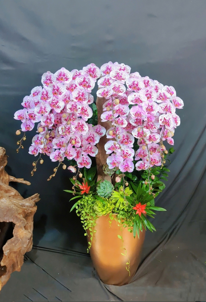 Lan Hồ Điệp Đột Biến Trắng Tím Mix Lũa Cao Cấp - LHD329