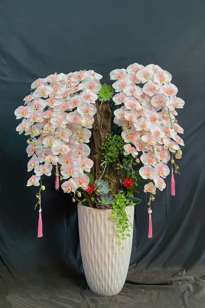 Lan Hồ Điệp Trắng Phun Hồng Mix Lũa Cao Cấp - LHD345