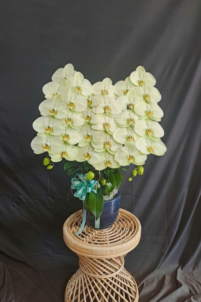 Lan Hồ Điệp Xanh Bơ - LHD349