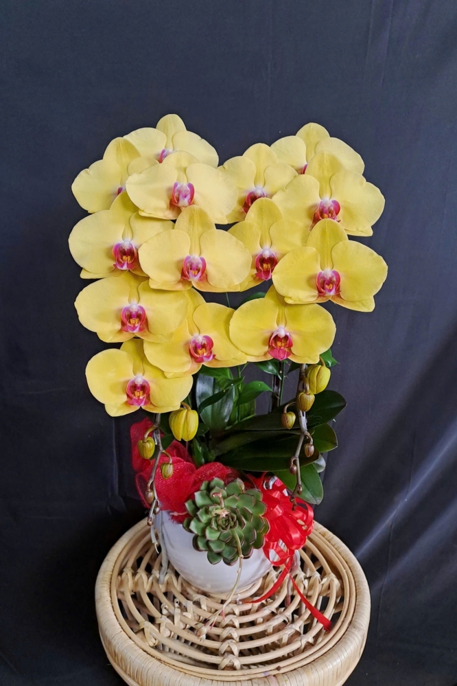 Lan Hồ Điệp Vàng - LHD378