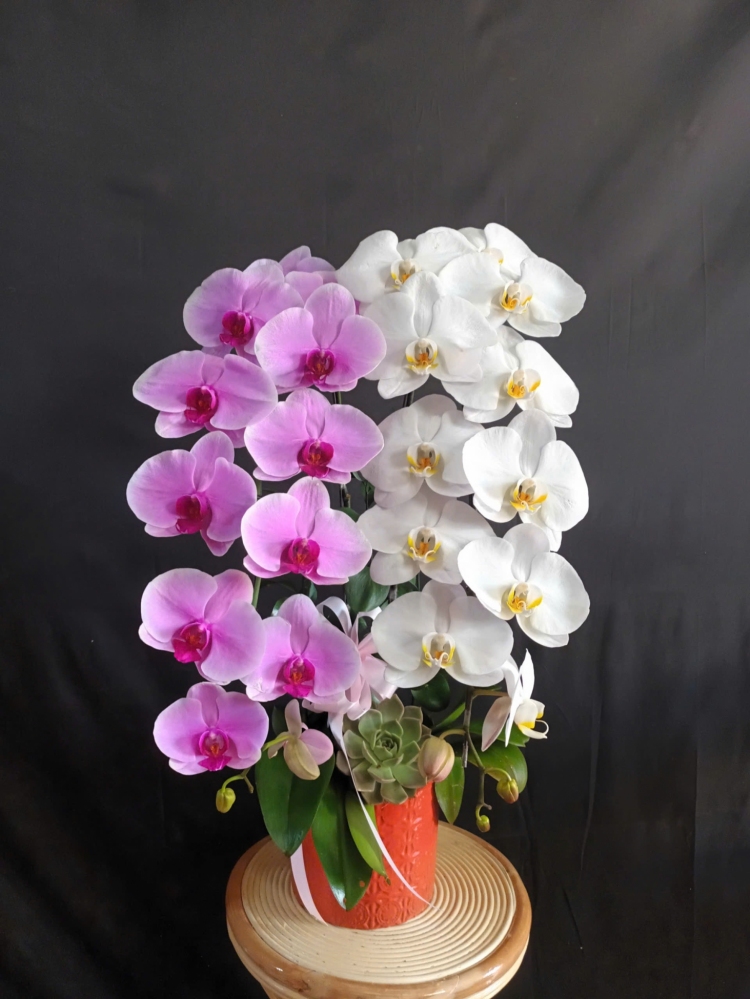 Lan Hồ Điệp 2 Cây Mix Màu - LHD396