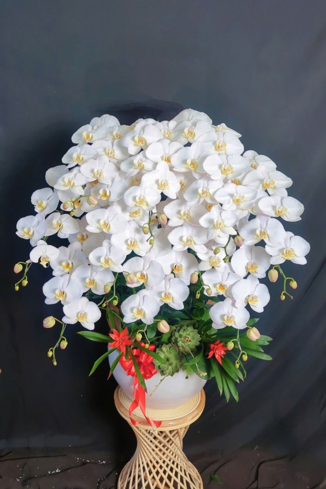 Lan Hồ Điệp Trắng Tinh Khôi - LHD398