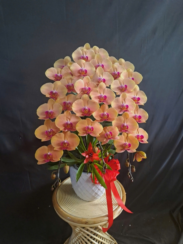 Lan Hồ Diệp Cam - LHD402