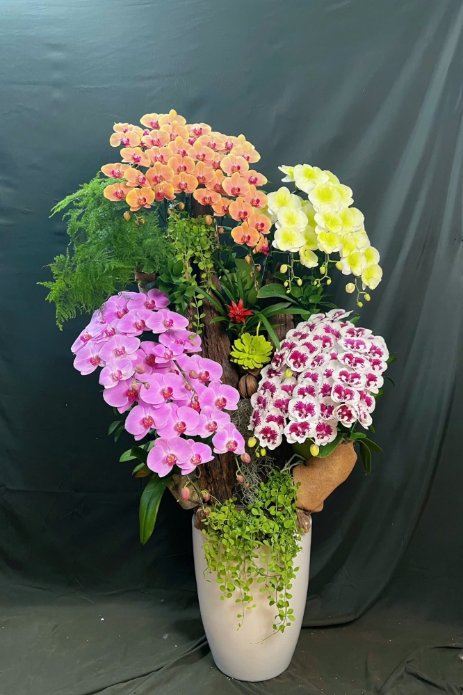 Lan Hồ Điệp Mix Màu Cao Cấp - LHD415