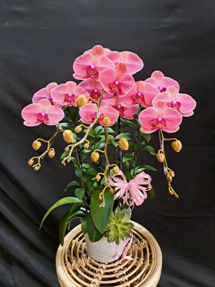 Lan Hồ Điệp Hồng Đào - LHD416