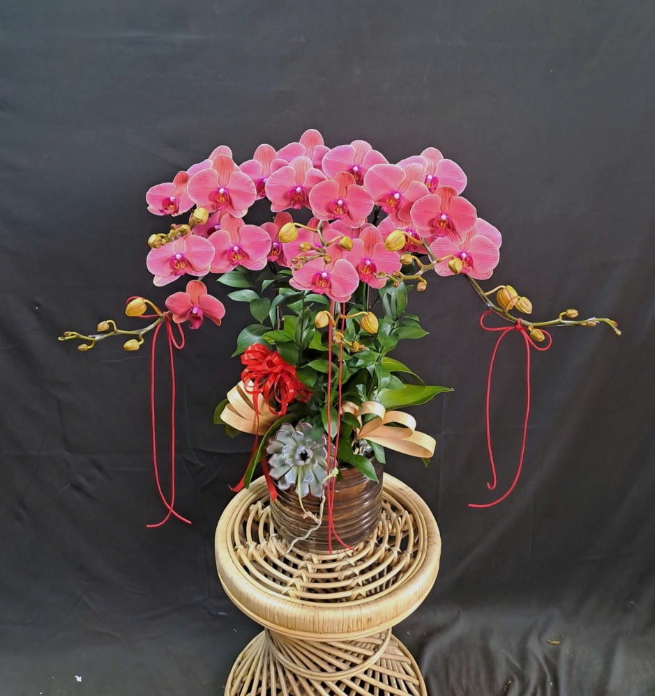 Lan Hồ Điệp Hồng Đào - LHD418