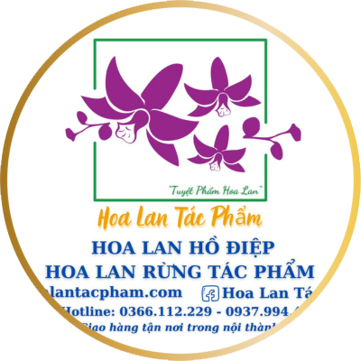 Hoa lan Hồ Điệp, hoa lan rừng, hoa lan quà tặng khánh thành, hoa lan khai trương