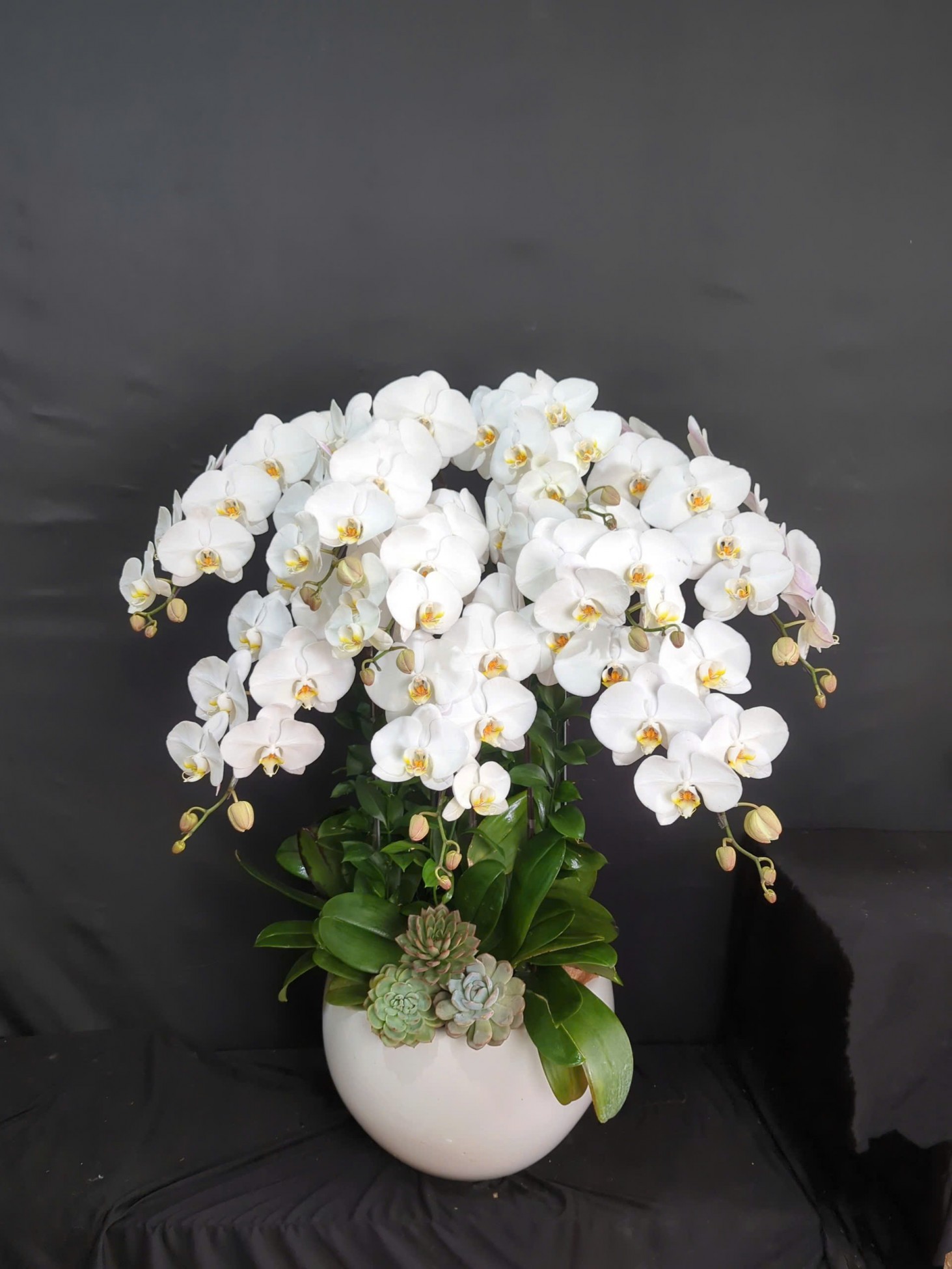 Hồ điệp trắng sang trọng