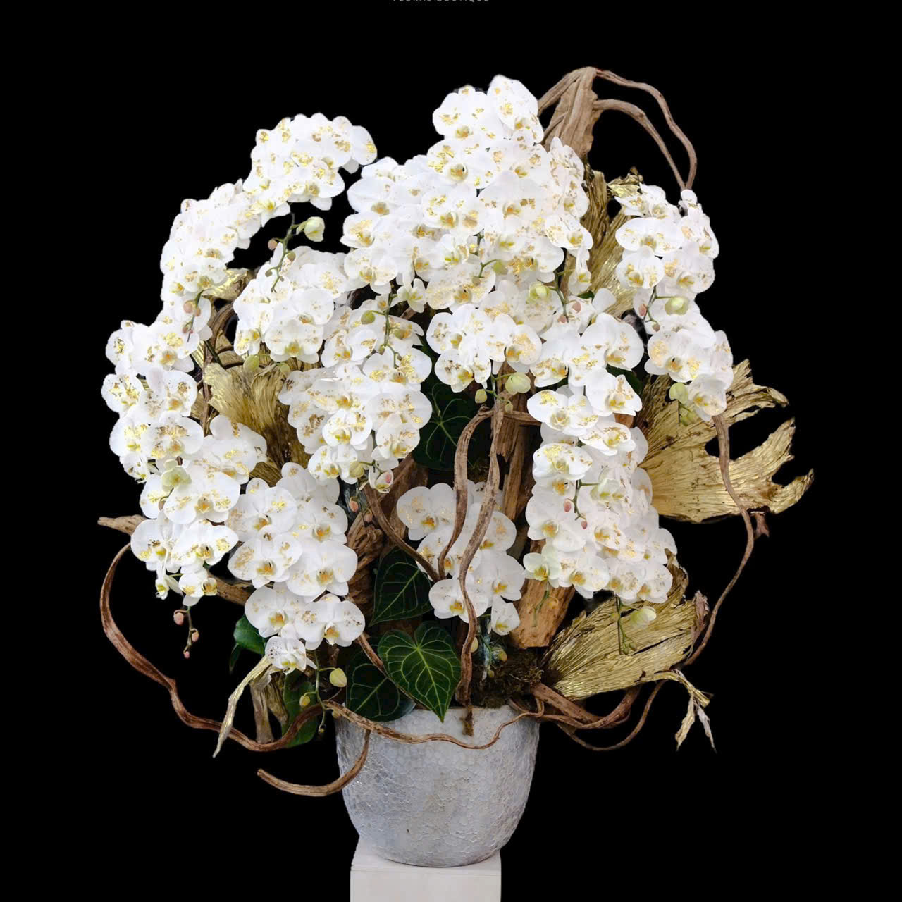 Lan Hồ Điệp Ngọc Bích - LHD004