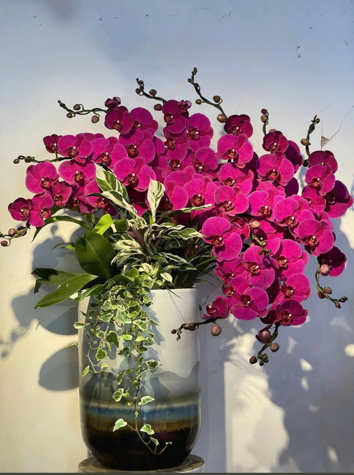 Lan Hồ Điệp Tam Hồng Phúc - LHD123