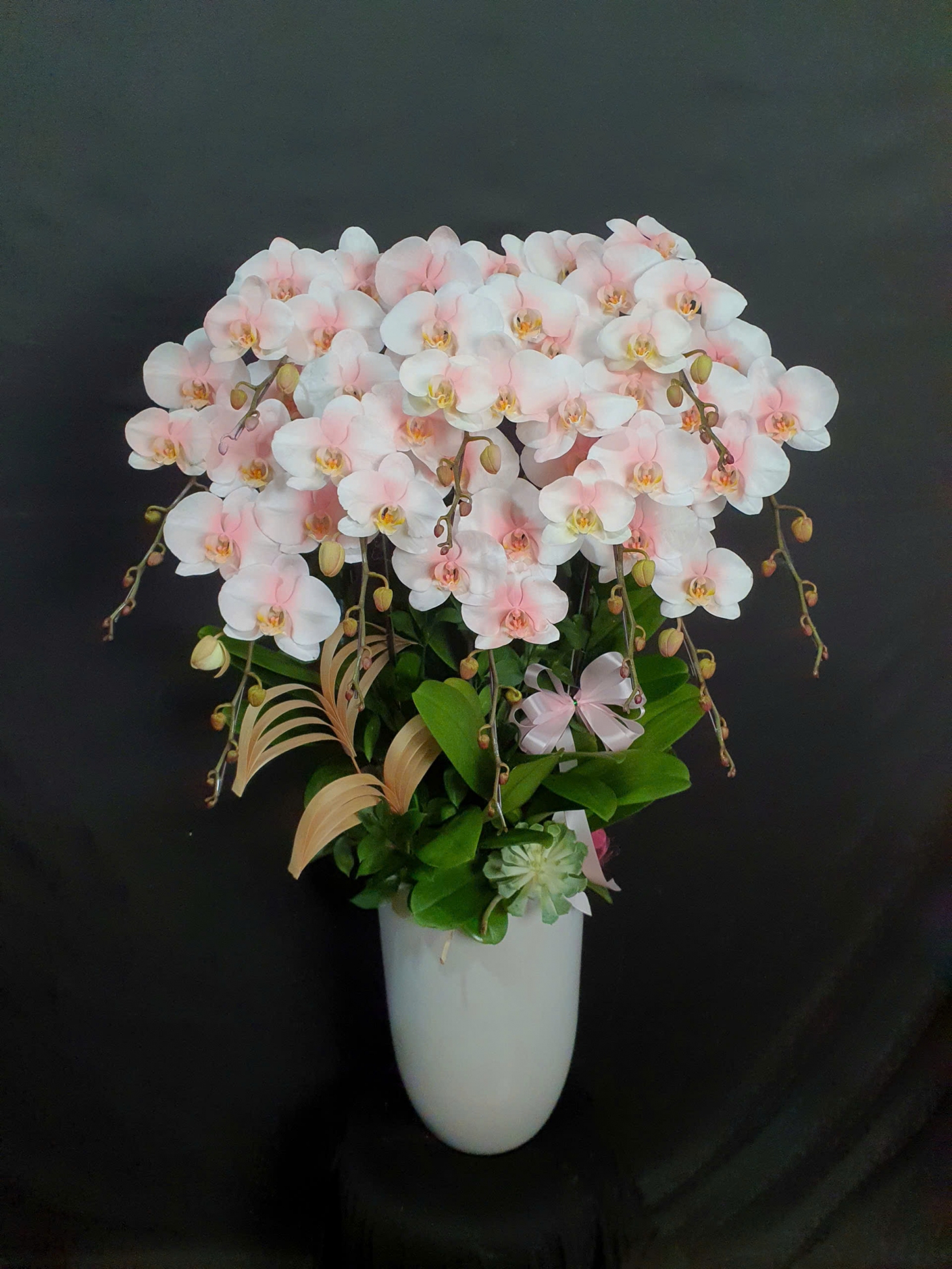 Lan Hồ Điệp Bạch Hồng Ngọc - LHD215