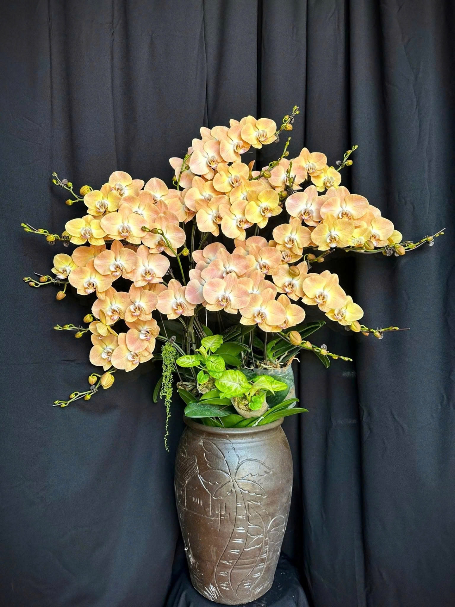 Lan Hồ Điệp Tam Hoàng Quang - LHD122