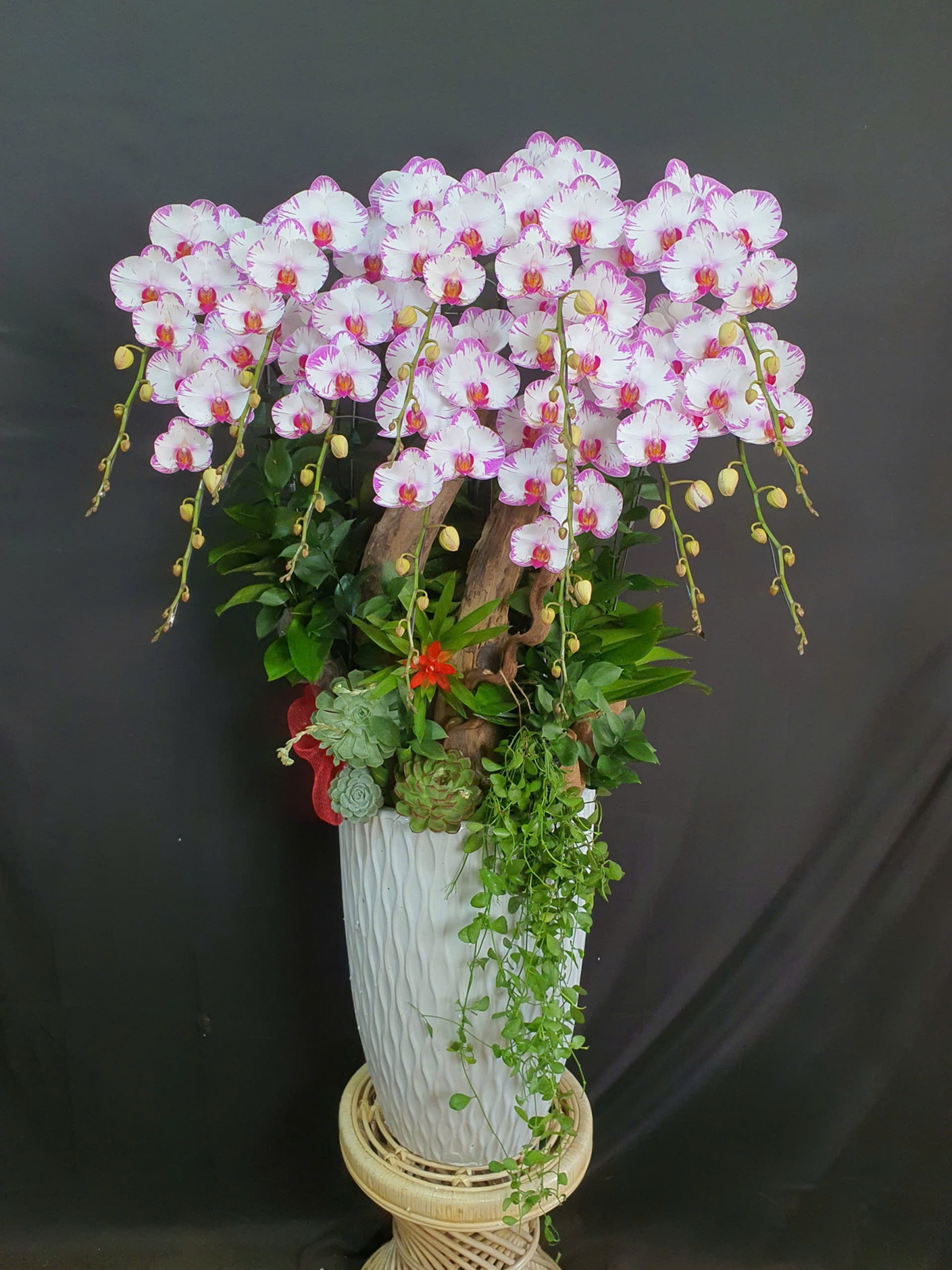 Lan Hồ Điệp Hồng Hoa - LHD271