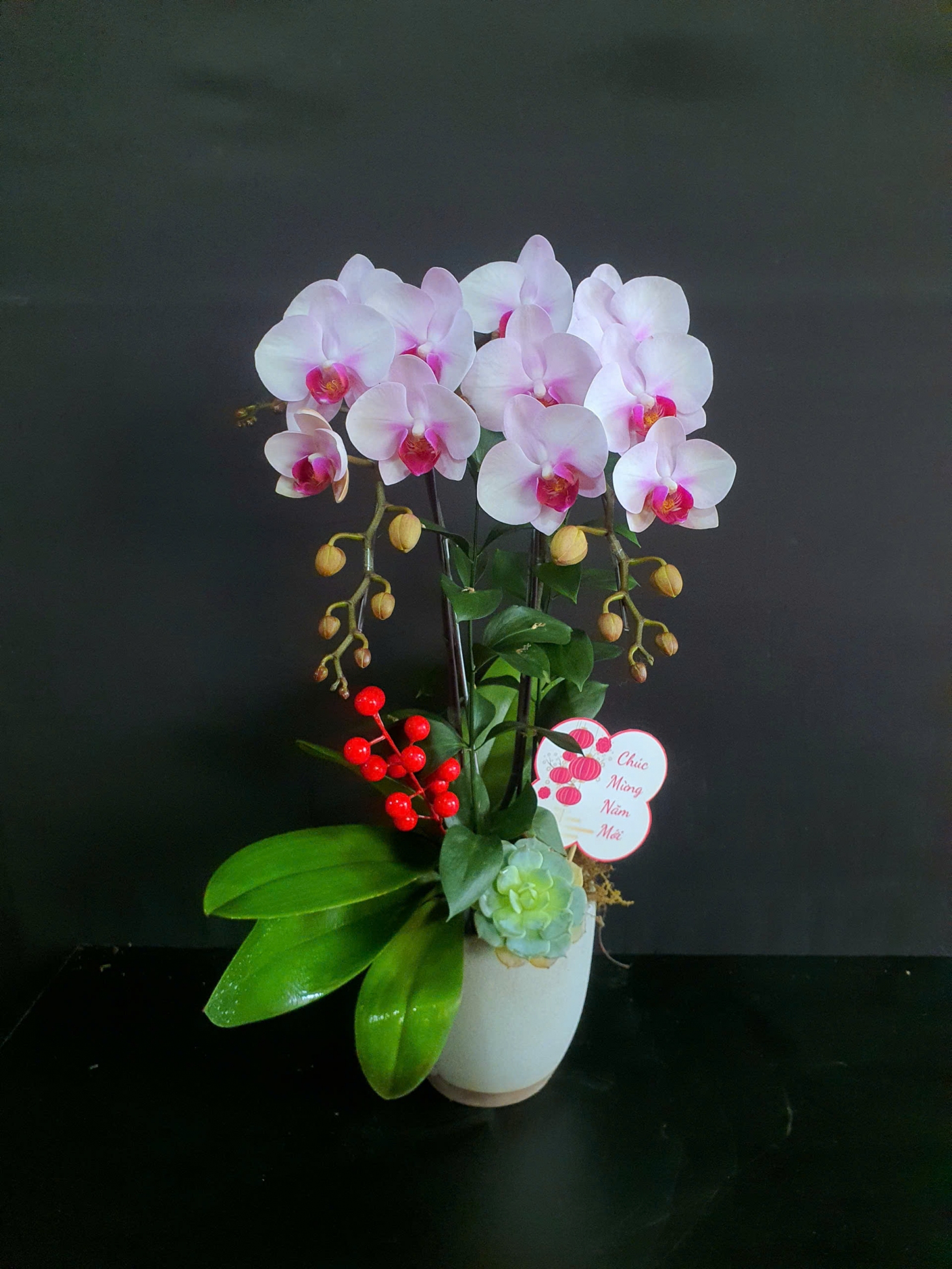 Lan Hồ Điệp Lệ Hồng Bạch Vân - LHD194