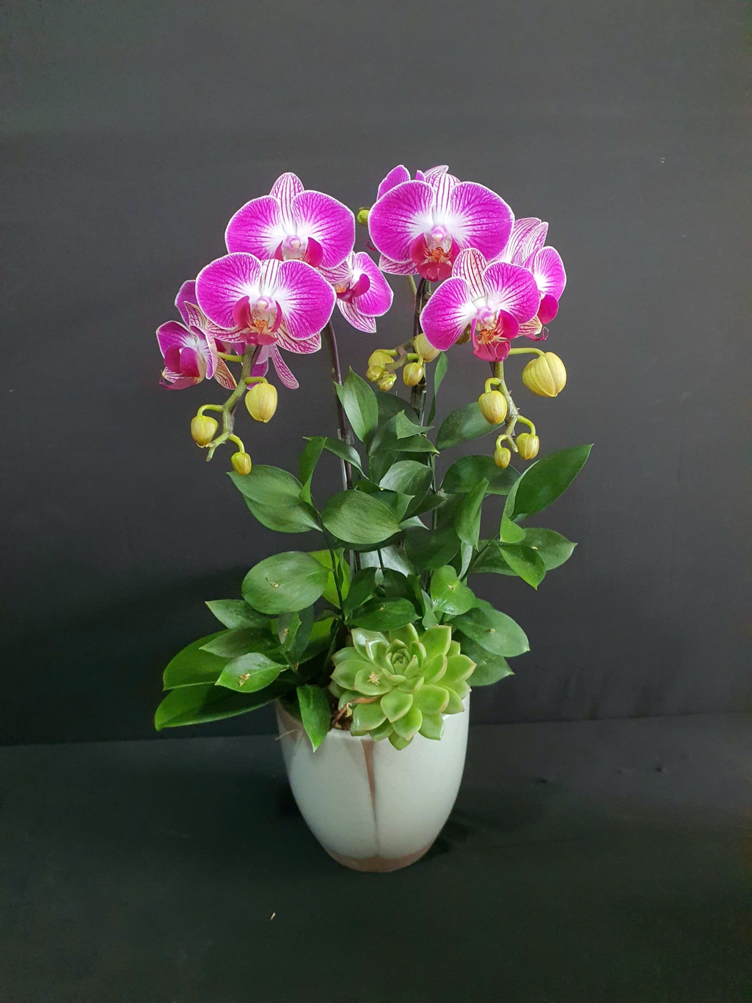 Lan Hồ Điệp Hồng Phúc - LHD246