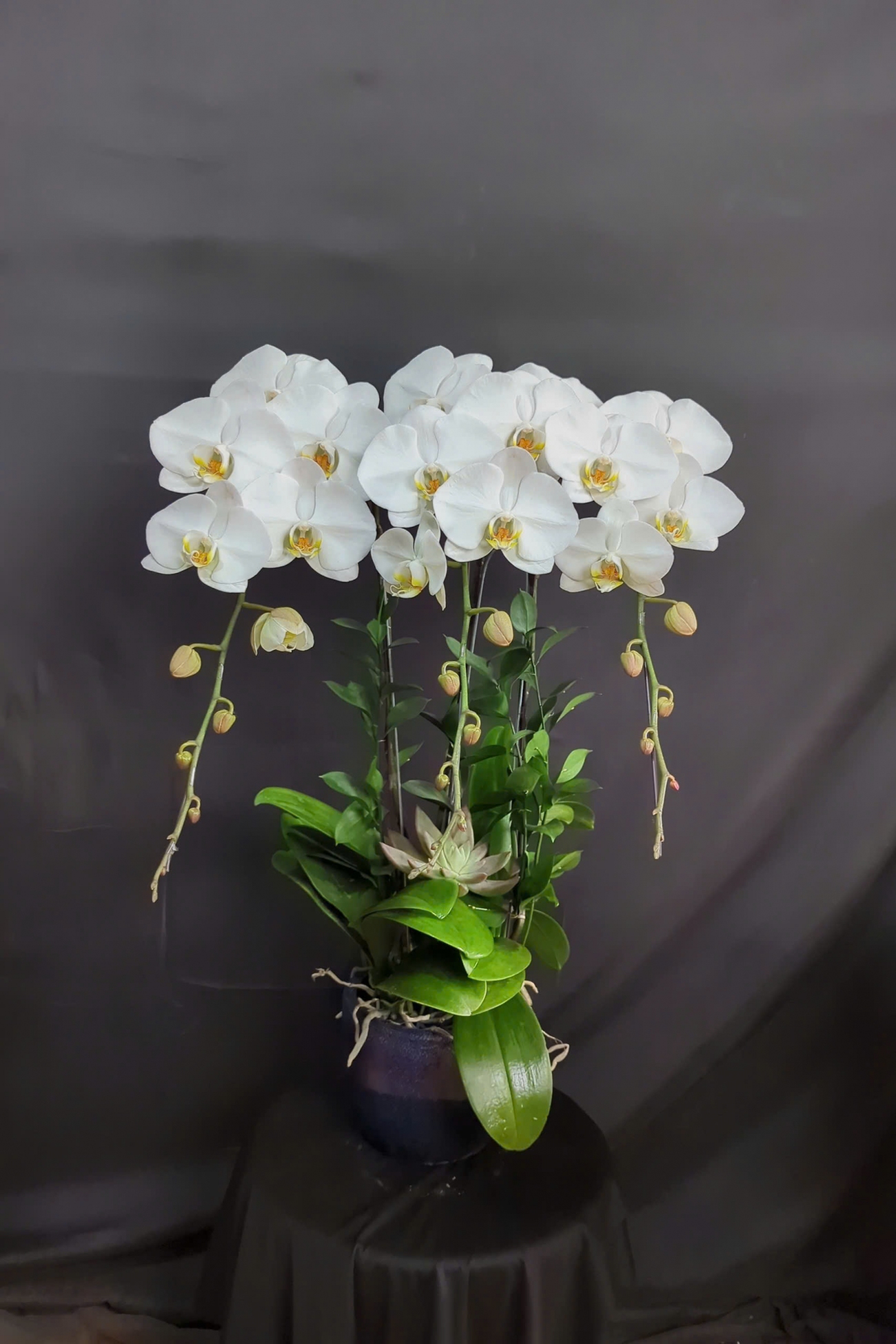 Lan Hồ Điệp Ngọc Tuyết - LHD100