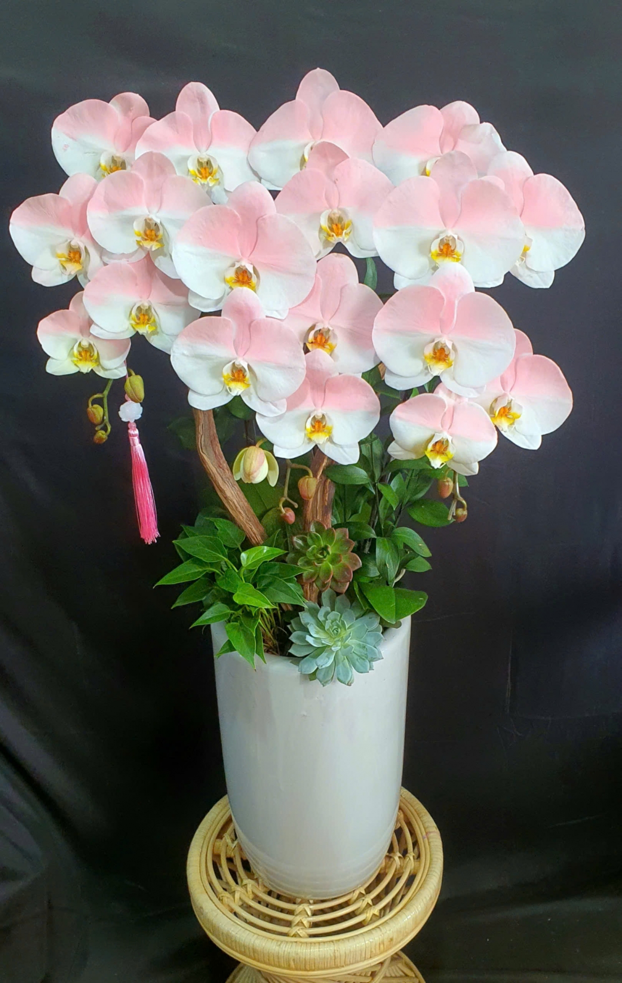 Lan Hồ Điệp Bạch Hồng Sương - LHD165