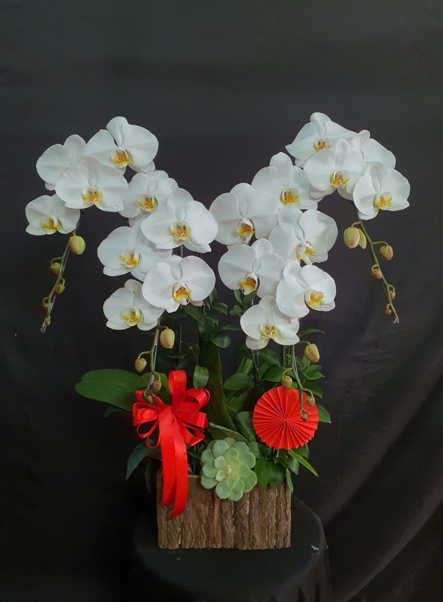 Lan Hồ Điệp Ngân Tuyết - LHD113