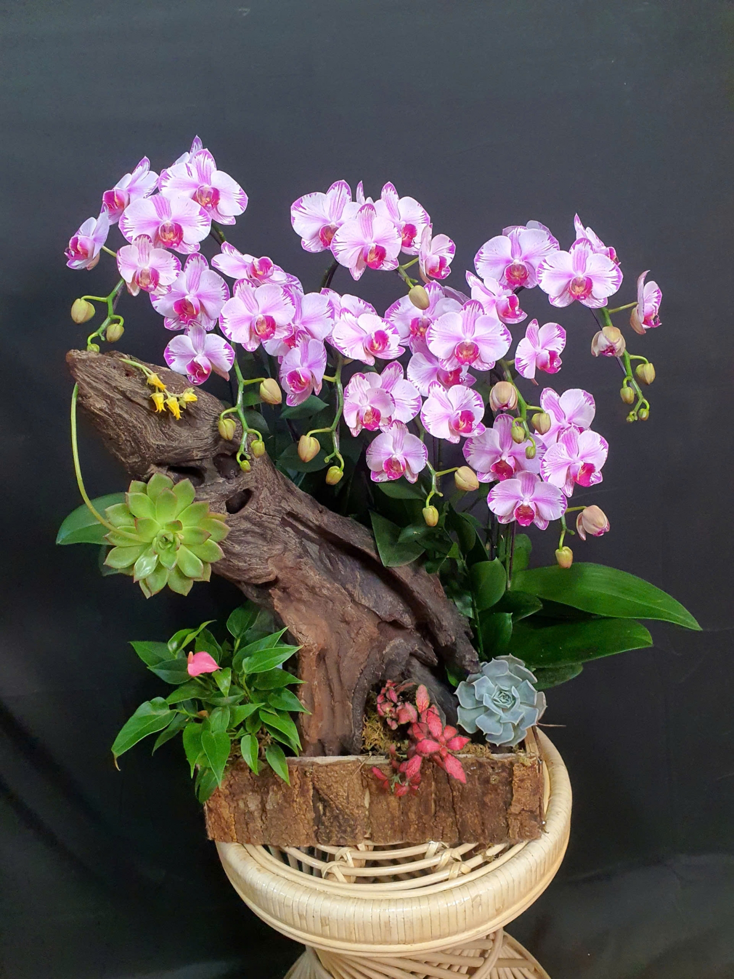 Lan Hồ Điệp Hồng Thiên Uyển - LHD184