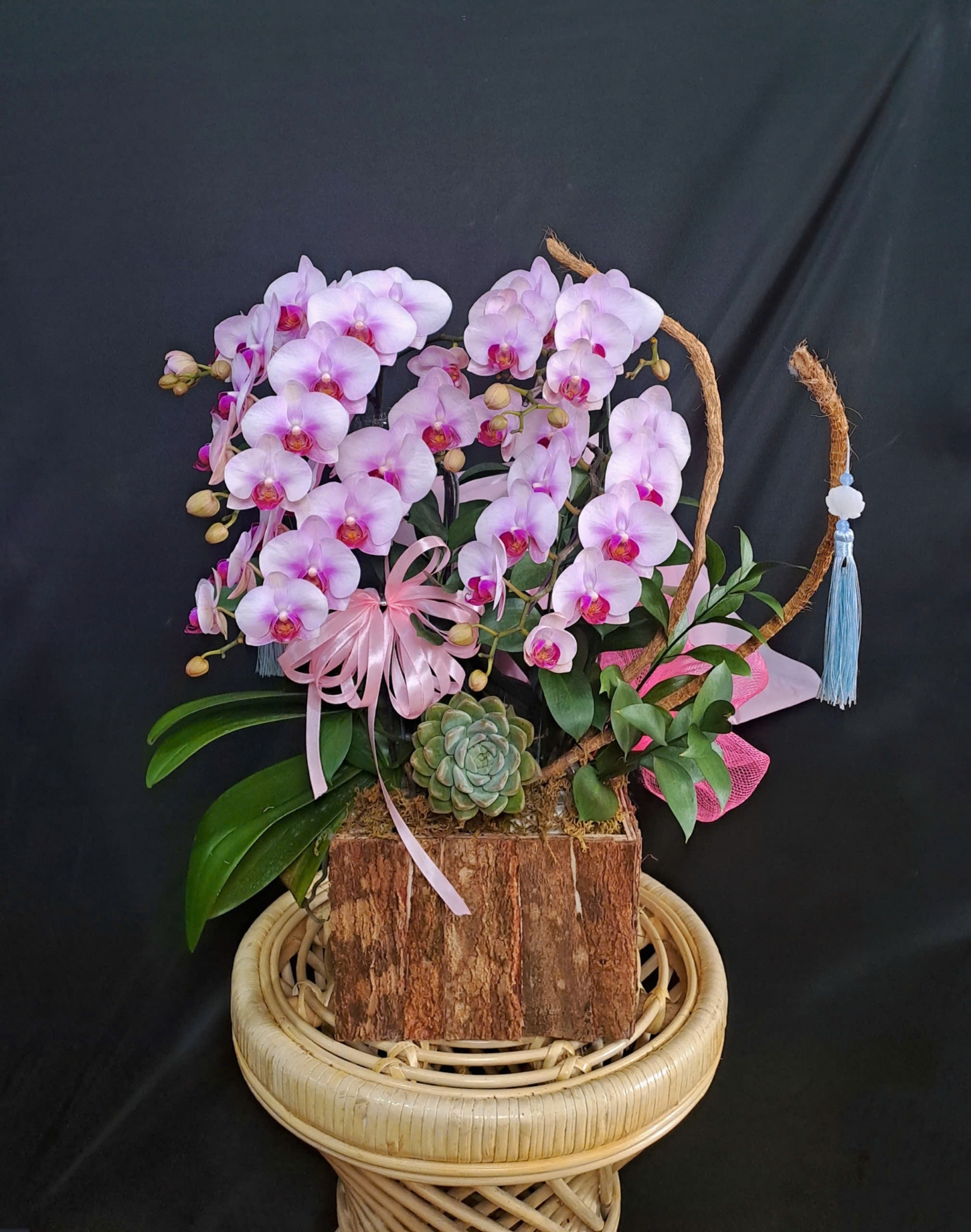 Lan Hồ Điệp Hồng Thịnh - LHD228