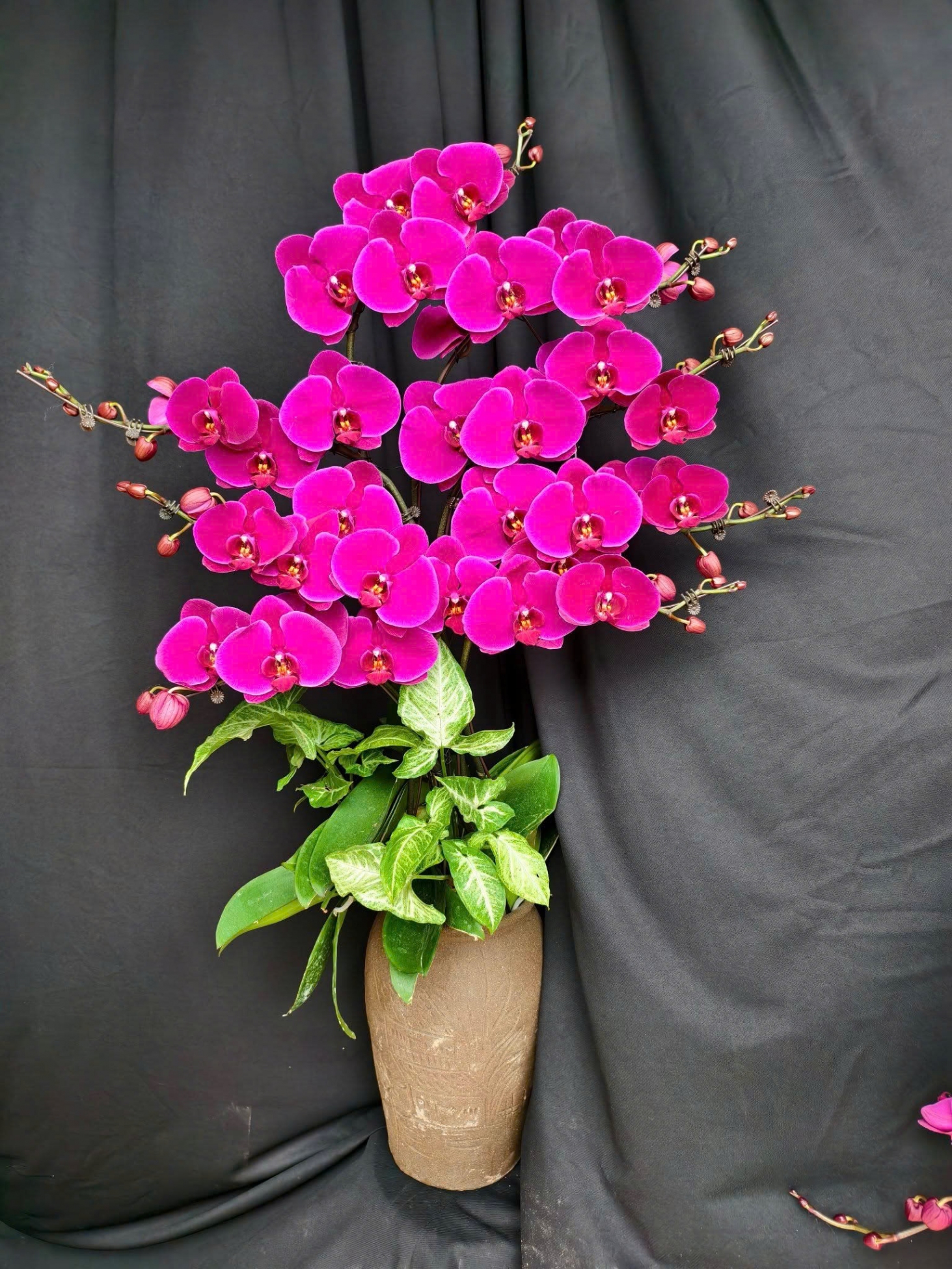 Lan Hồ Điệp Tam Hồng Lộc - LHD124