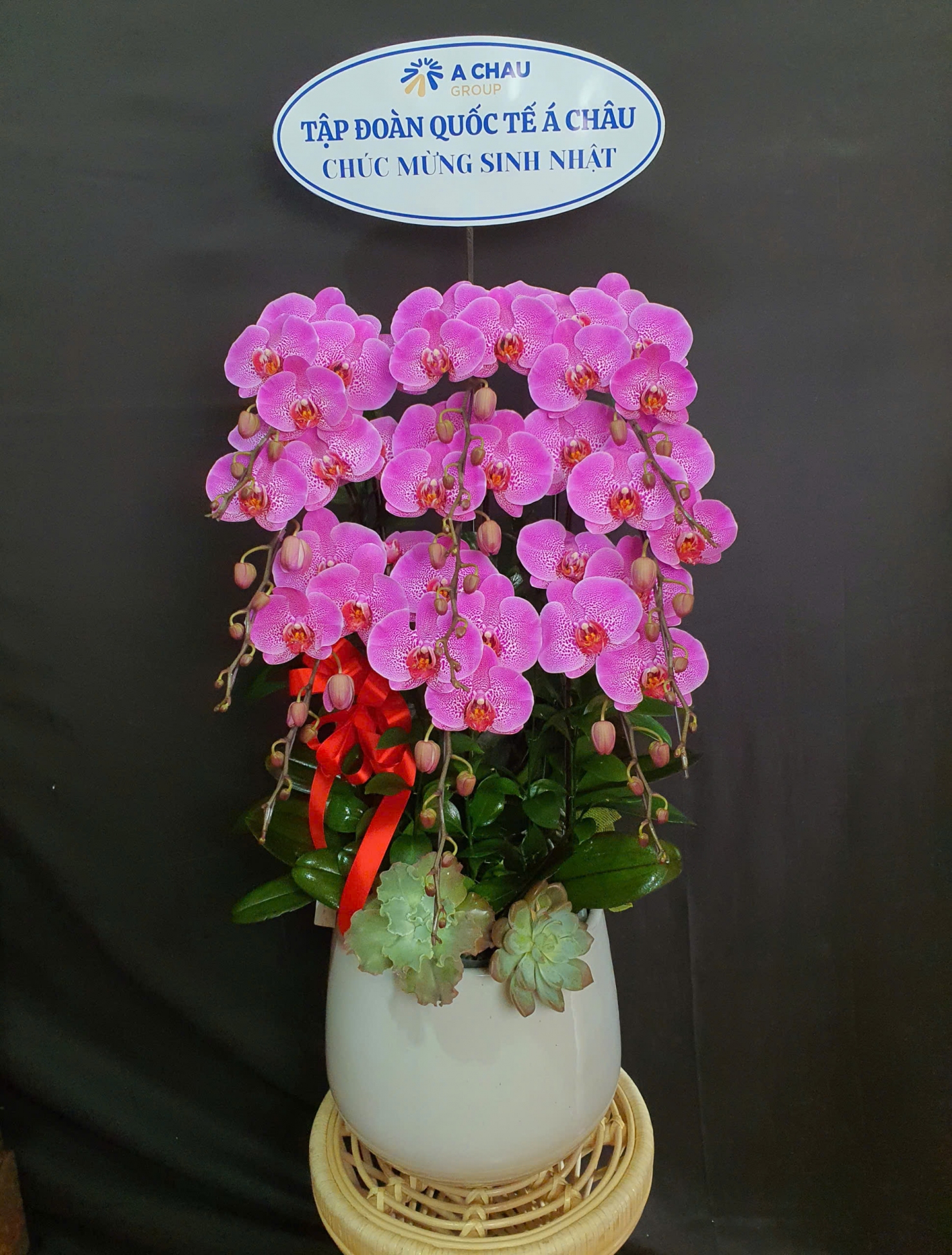 Lan Hồ Điệp Hồng Cát - LHD073