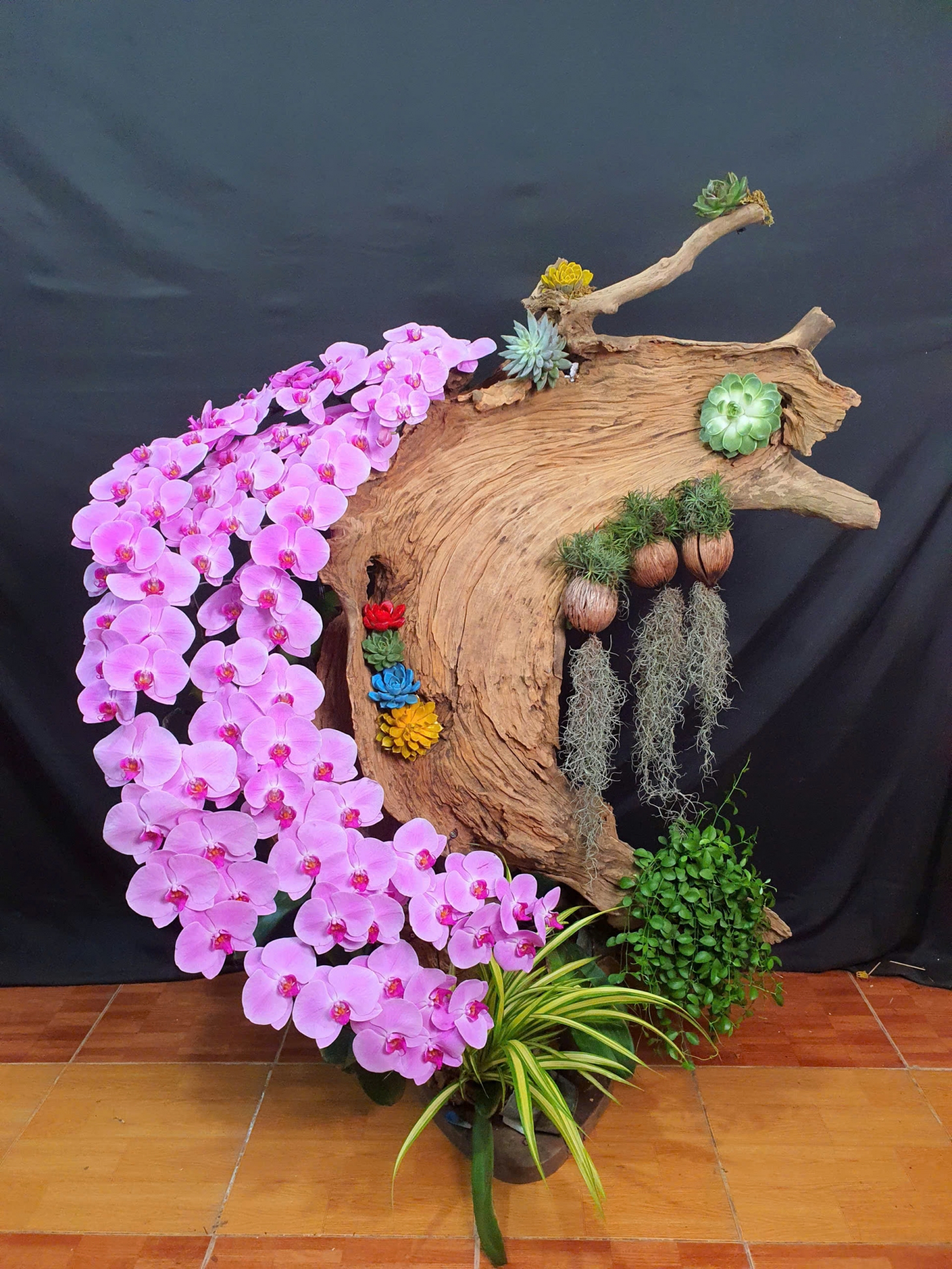 Lan Hồ Điệp Hồng Phát - LHD071