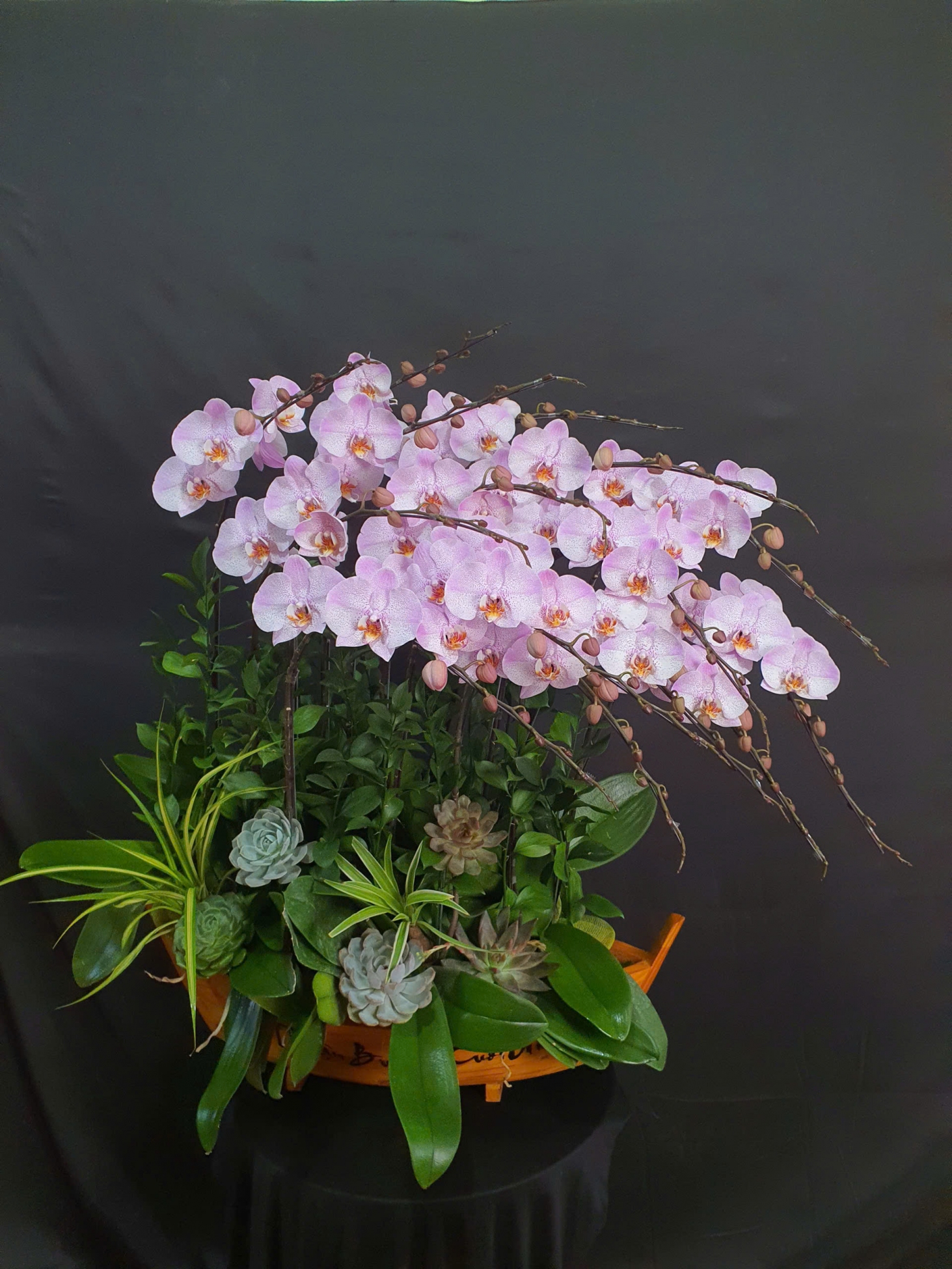 Lan Hồ Điệp An Nhiên - LHD087