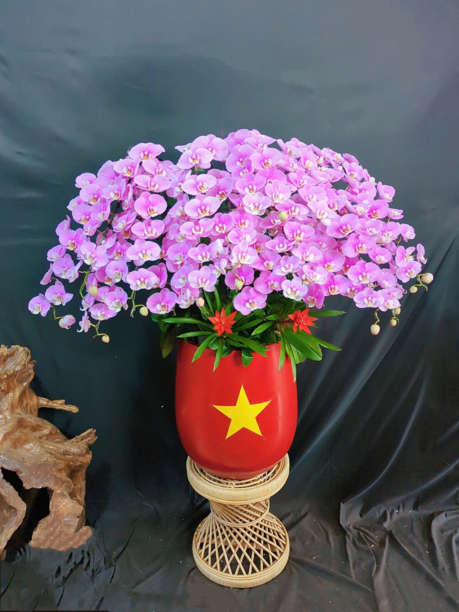 Lan Hồ Điệp Tím Hồng - LHD319