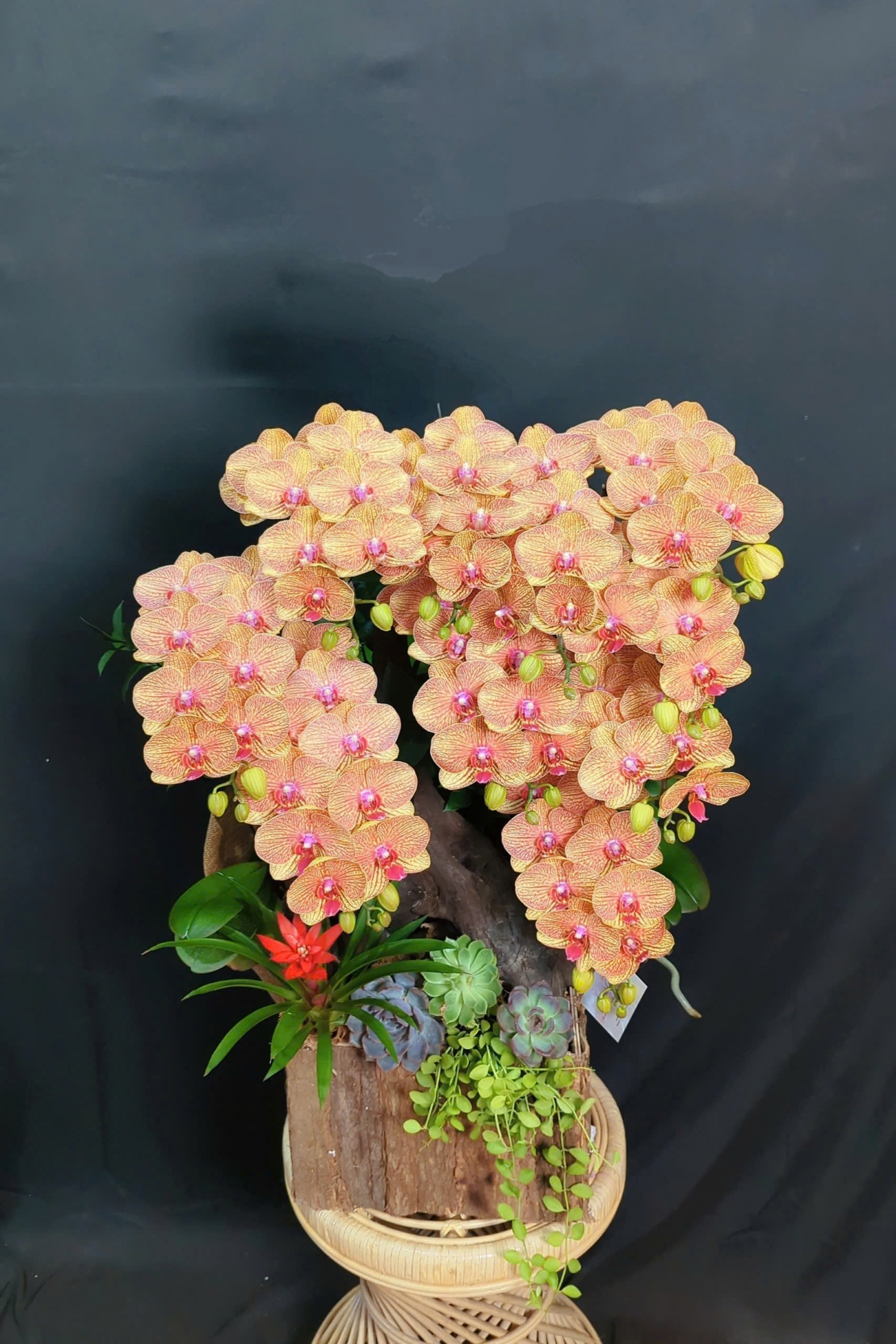 Lan Hồ Điệp Cam Sọc Mix Lũa Cao Cấp - LHD320