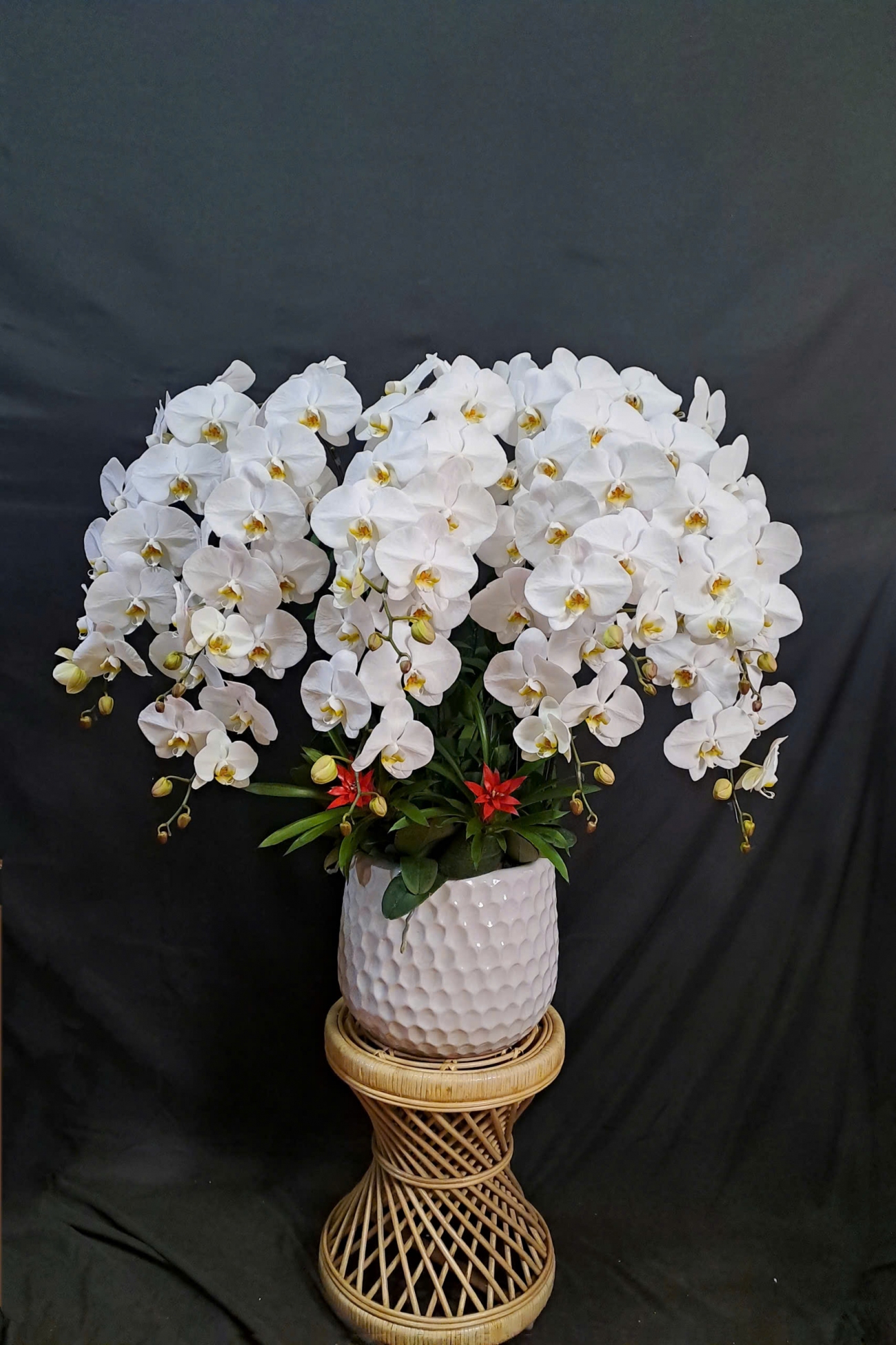 Lan Hồ Điệp Trắng - LHD328