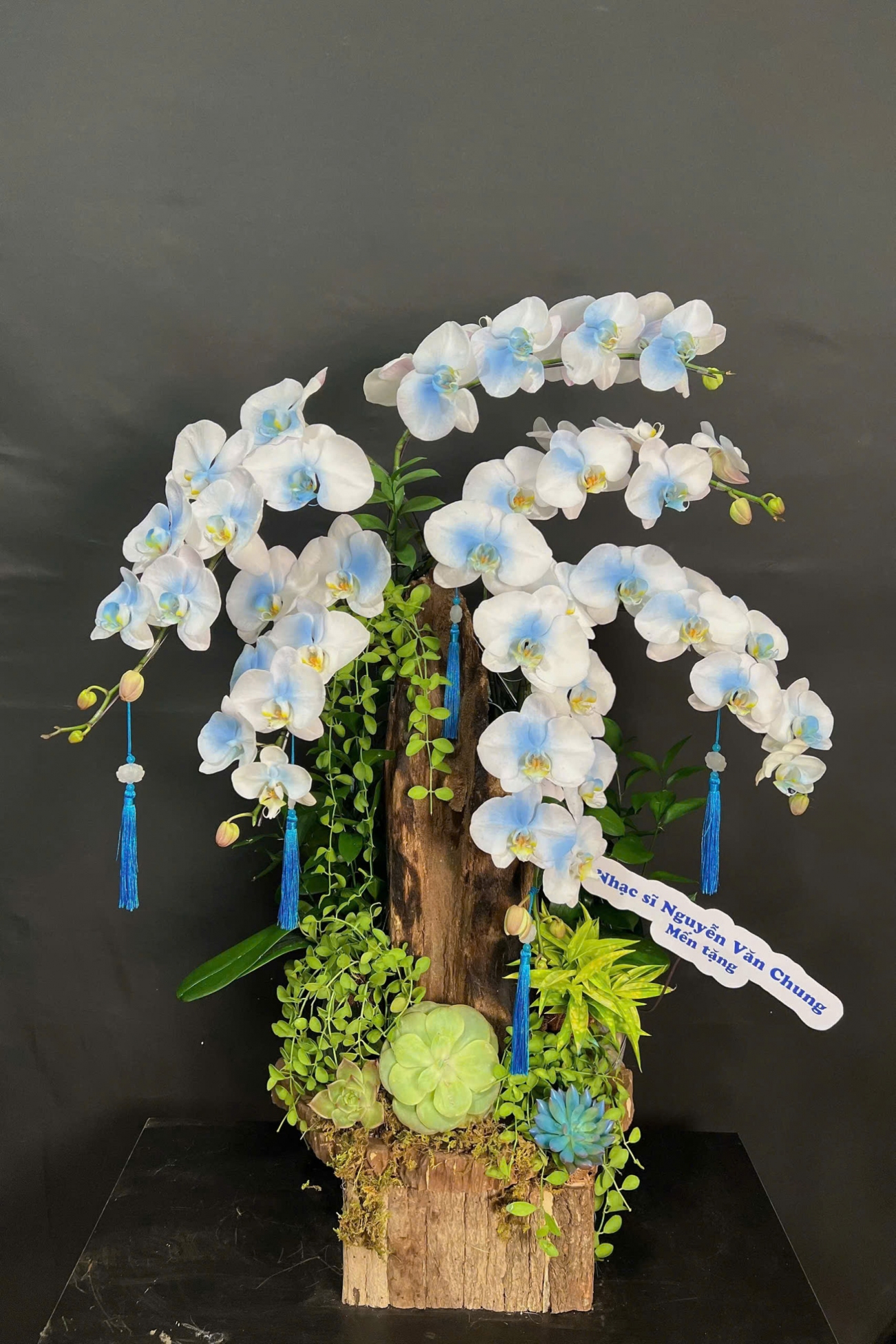 Lan Hồ Điệp Trắng Phun Xanh - LHD367