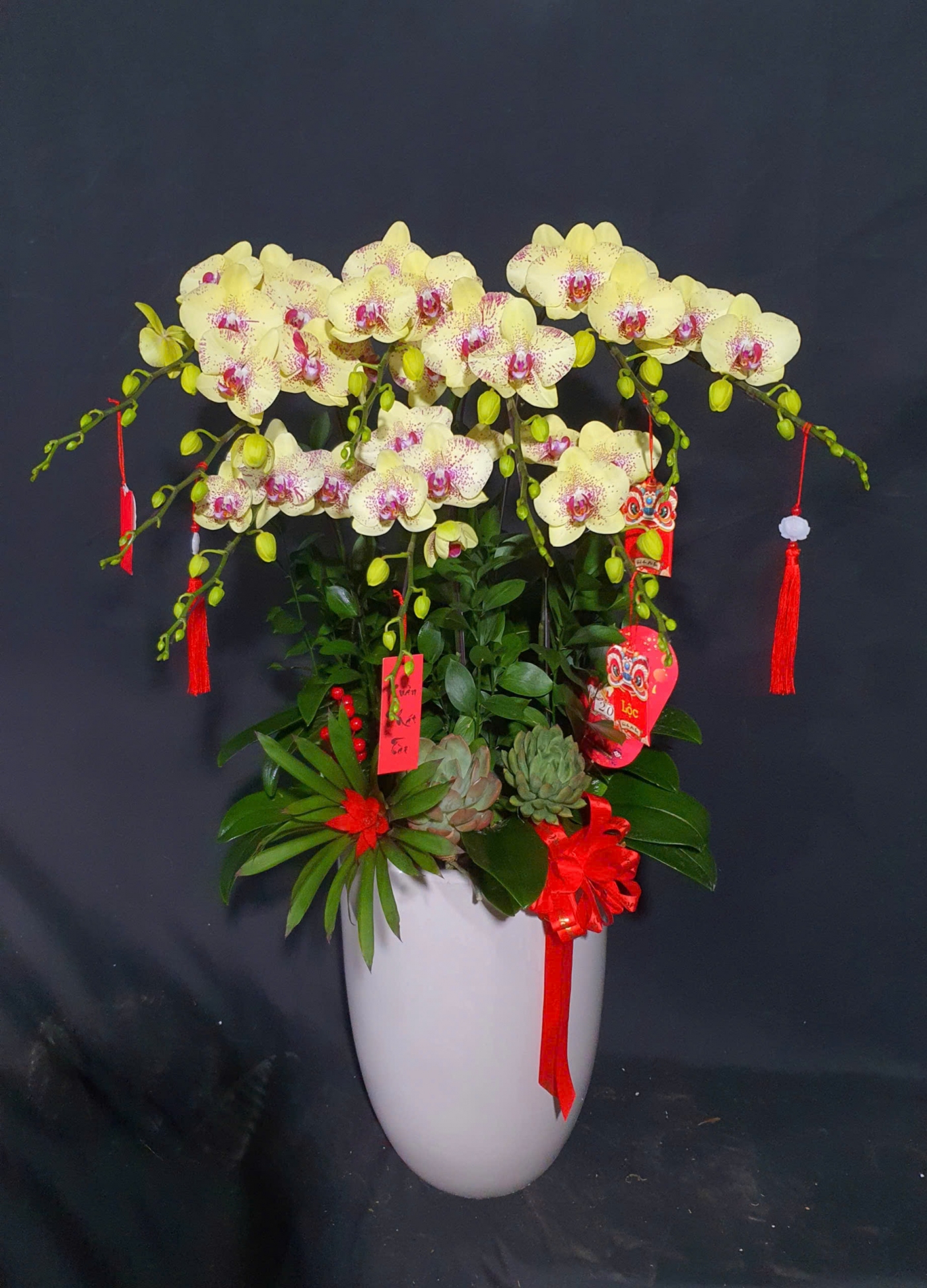 Lan Hồ Điệp Vàng Chấm Pháp - LHD373