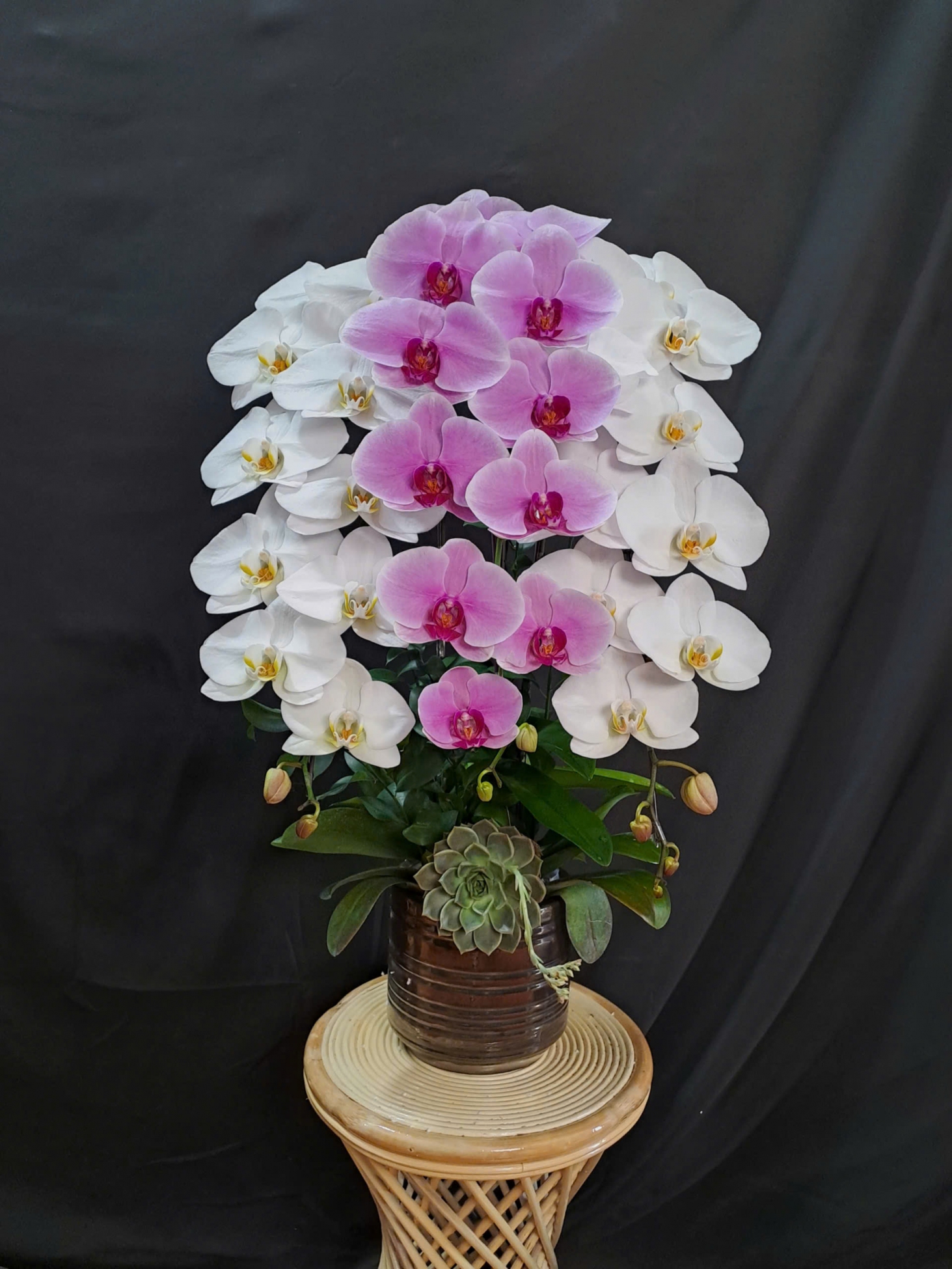 Lan Hồ Điệp Mix 2 Màu Trắng Hồng - LHD387