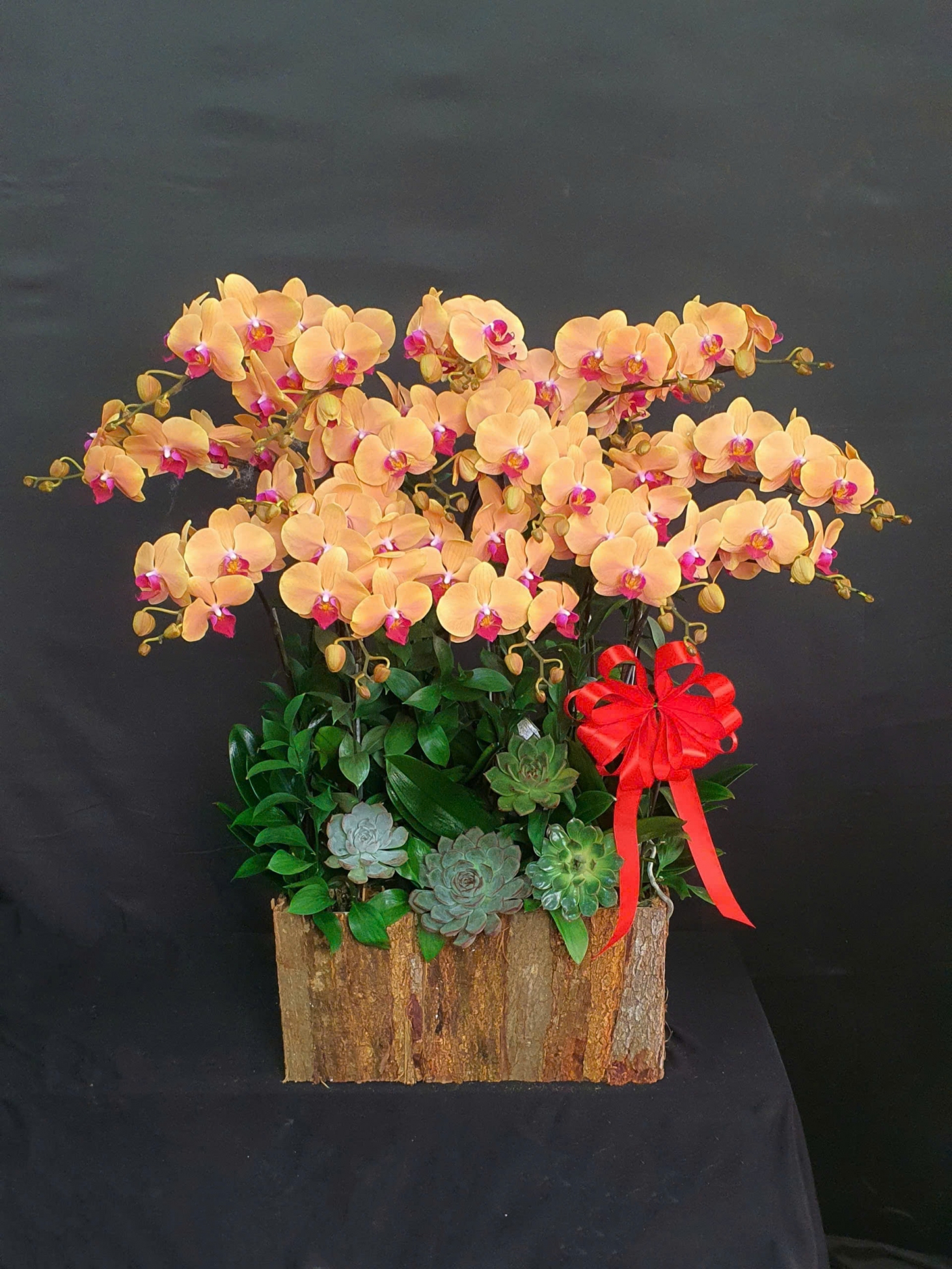 Lan Hồ Điệp Cam Cành Đôi - LHD383