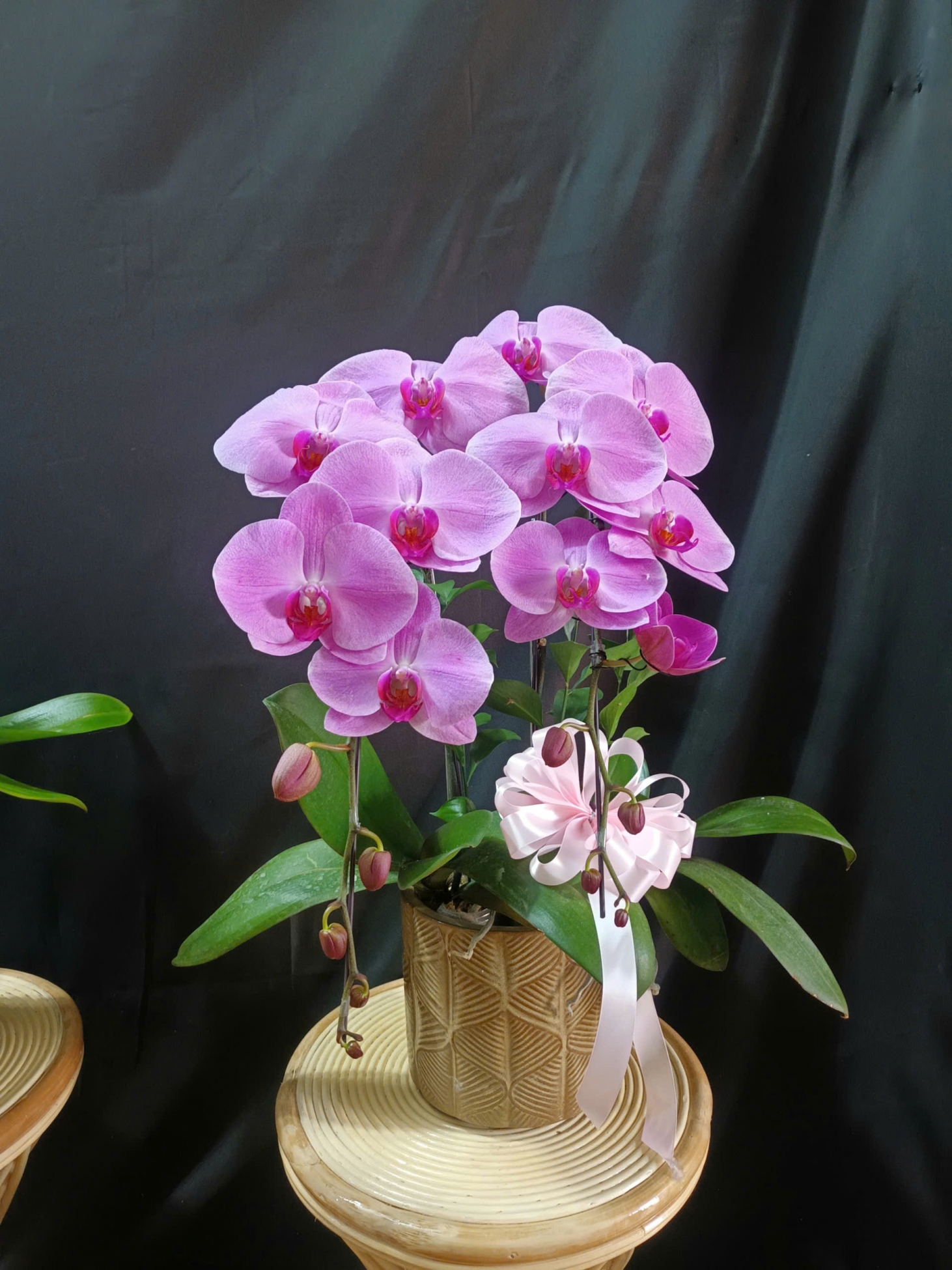 Lan Hồ Điệp Tím Hồng - LHD394