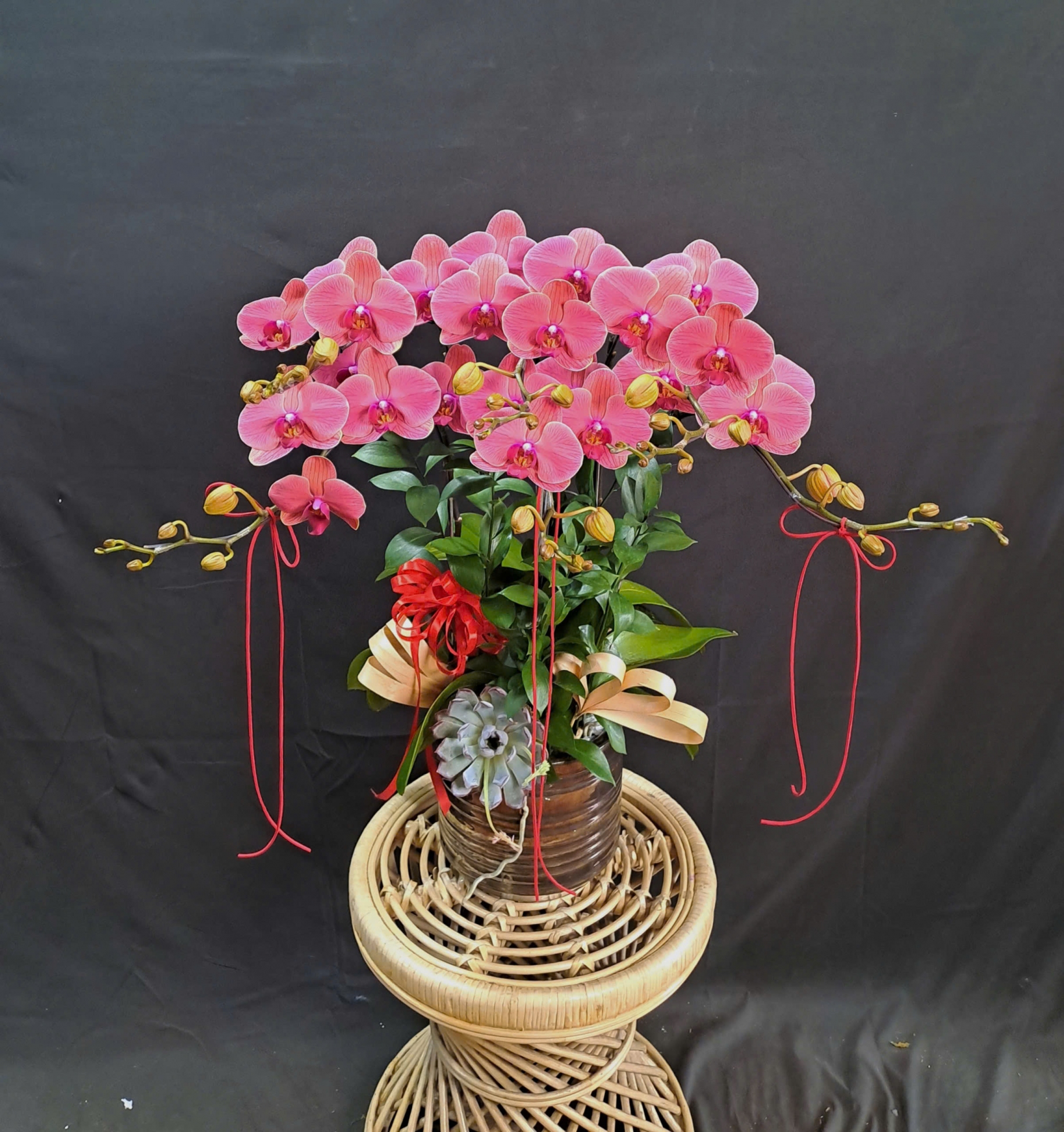 Lan Hồ Điệp Hồng Đào - LHD418